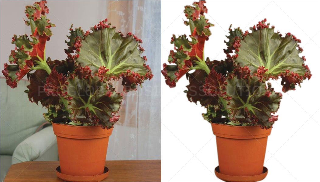 image-background-removal image background removal