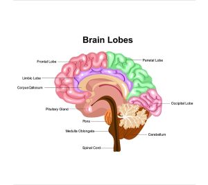 brain anatomy illustration