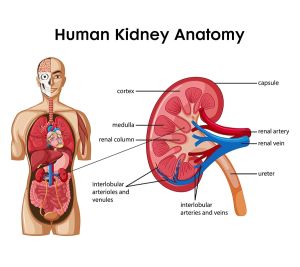 human kidney vector illustration