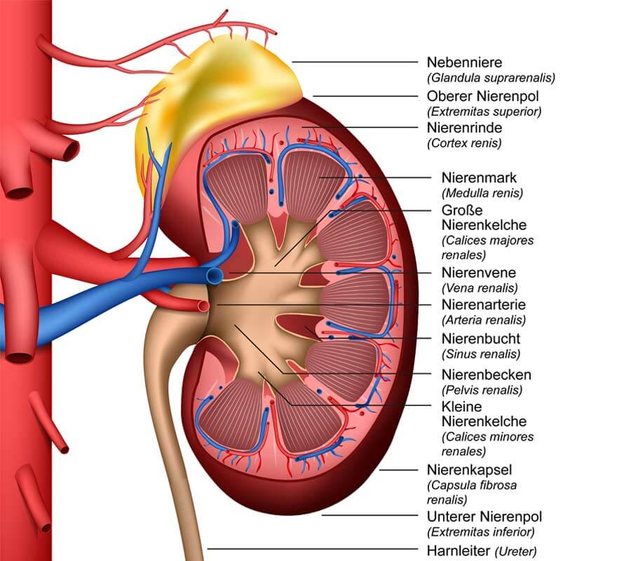 human kidney vector illustration