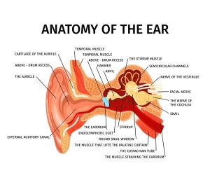 inner ear illustration
