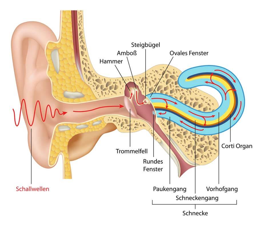 inner ear illustration
