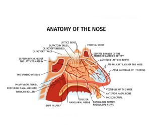 nasal illustration design