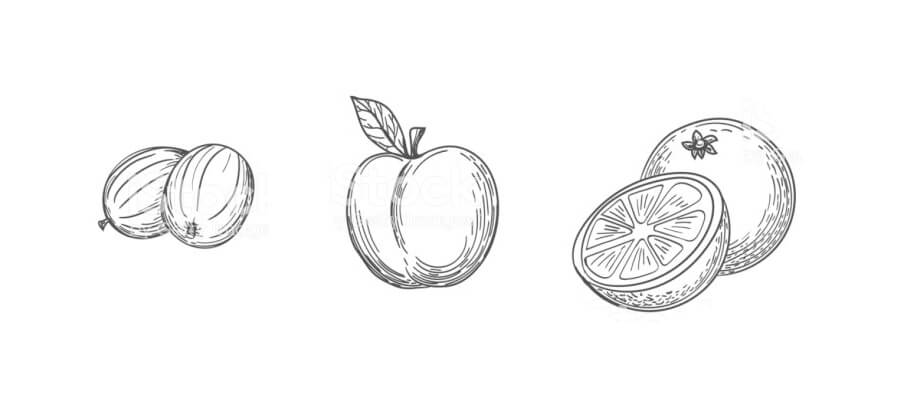 sketching fruits