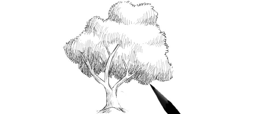 sketching trees