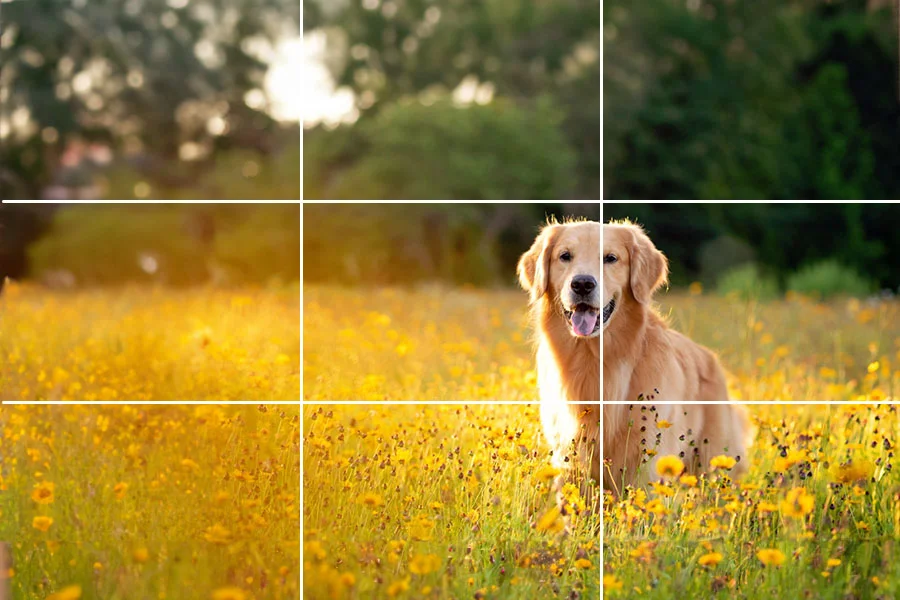 the rule of thirds